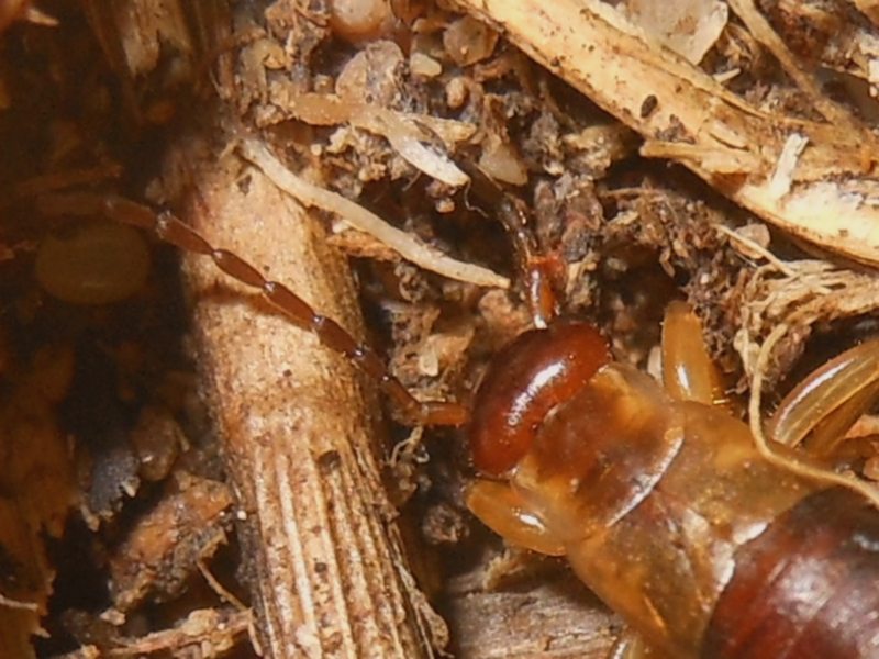 Forficula decipiens con uova da Santa Teresa Gallura